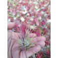thumbnail image 3 of It Blooms Red Tillandsia Ionantha Fuego Air Live Plants, 3 of 6