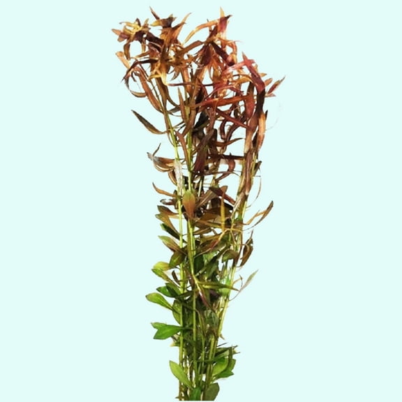 Rotala Vietnam HRa Size: Bunch 3-5 Stems Live Aquarium Plants BUY 2 GET 1 FREE