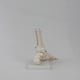 thumbnail image 3 of Modelo de Articulación del Pie, Modelo de Anatomía , Tamaño Natural, Modelo de Anatomía del Pie, Equipo de Enseñanza del Modelo de Esqueleto Humano, 3 of 5