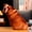 Style E, variant on Printed Dog Shape Plush , for Kids Short Plush Length 50cm
