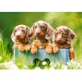thumbnail image 2 of Rompecabezas Castorland B-53605 500 Piezas Lindos Dachshunds, 2 of 7