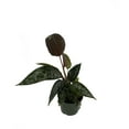thumbnail image 3 of Purple Sword 'Lavallaei' Apoballis Acuminatissima Plant - Easy to Care - 4" Pot, 3 of 3