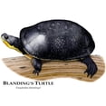 thumbnail image 3 of CafePress - Blanding's Turtle - Greeting Card, Blank Inside Matte, 3 of 3