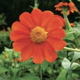 thumbnail image 4 of Ferry-Morse 450MG Tithonia Goldfinger Annual Flower Seeds, Full Sun, 4 of 7