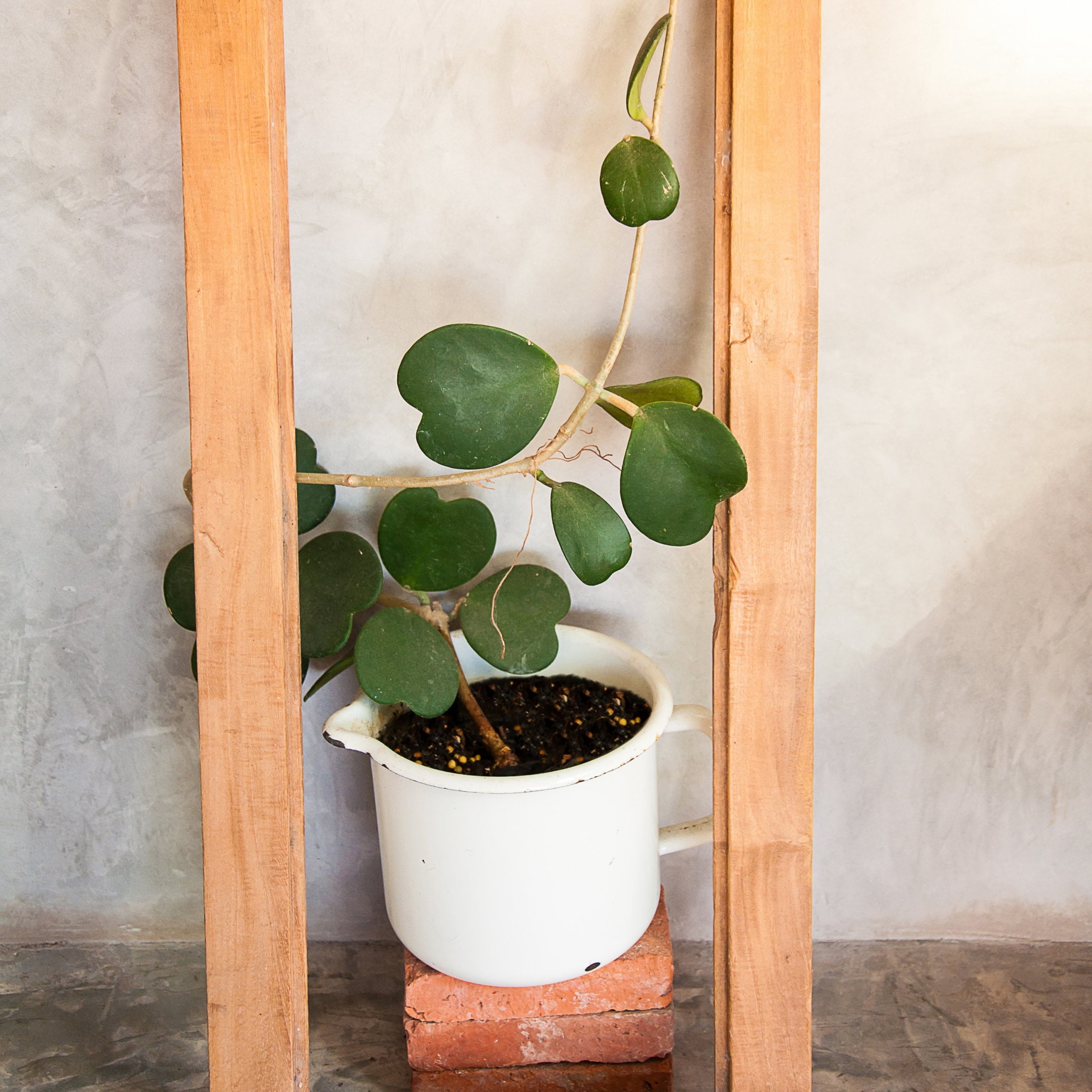 4 in. Hoya Kerri Heart Plant in Grower Container (3-Pack)
