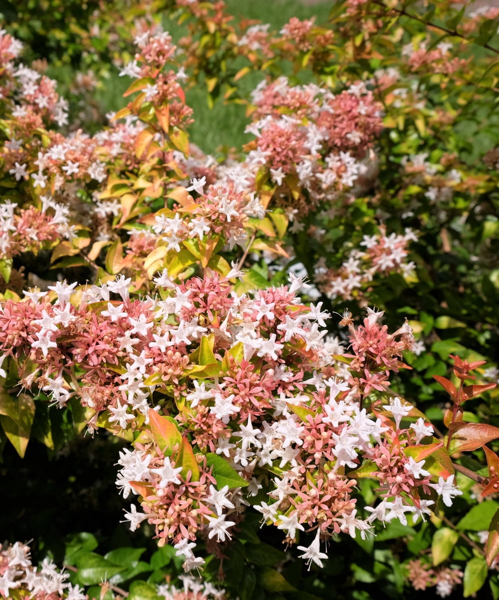 Plant with Purpose 2.25 gal Abelia Peach Perfection Live Shrub
