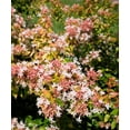 thumbnail image 2 of Plant with Purpose 2.25 gal Abelia Peach Perfection Live Shrub, 2 of 6