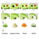thumbnail image 2 of Espiralizador De Verduras, Cortador De Verduras Seguro Y Fácil De Usar Para Cebollas, Zanahorias, Calabacines, Pepinos, 2 of 8
