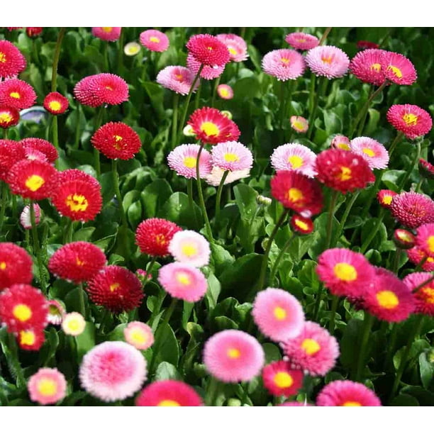 bellis perennis galaxy mix