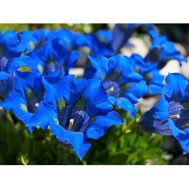 15 Blue STEMLESS GENTIAN Gentiana Acaulis Kochiana Flower Seeds