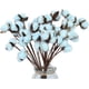 thumbnail image 1 of Floralsecret 30 piezas de tallos de algodón, flores secas decorativas, relleno de corona, 13 pulgadas, púas de algodón natural (rosa) Xemadio LRWJ095-1, 1 of 8