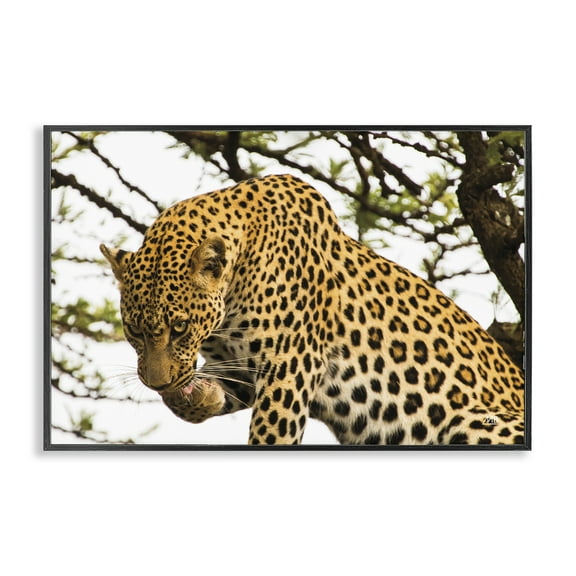 Stupell Industries Leopard After Lunch Animals Photography Black Framed Art Print Wall Art, 18 x 12