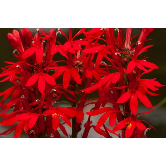 100 Cardinal Flower Seeds for Planting - Lobelia cardinalis - Stunning Red Blooms