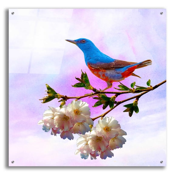 Epic Art 'Spring Bird 3B' by Ata Alishahi, Acrylic Glass Wall Art, 36"x36"