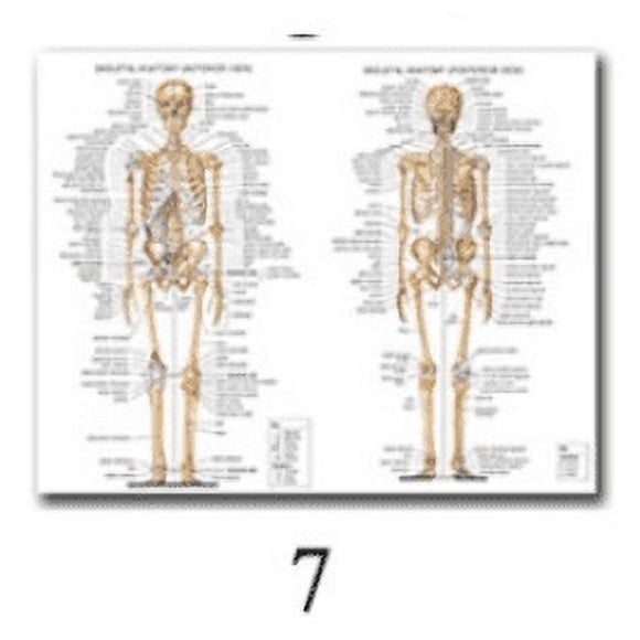 Science Wall Art Muscle System Human Anatomy Diagram Medical Education Supplies HD Oil On Canvas Posters And Prints Home DecorDimensions: 50*70 cm, unframed.,7
