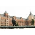thumbnail image 2 of Berzel, Erin 24x17 White Modern Wood Framed Museum Art Print Titled - Perched II, 2 of 4