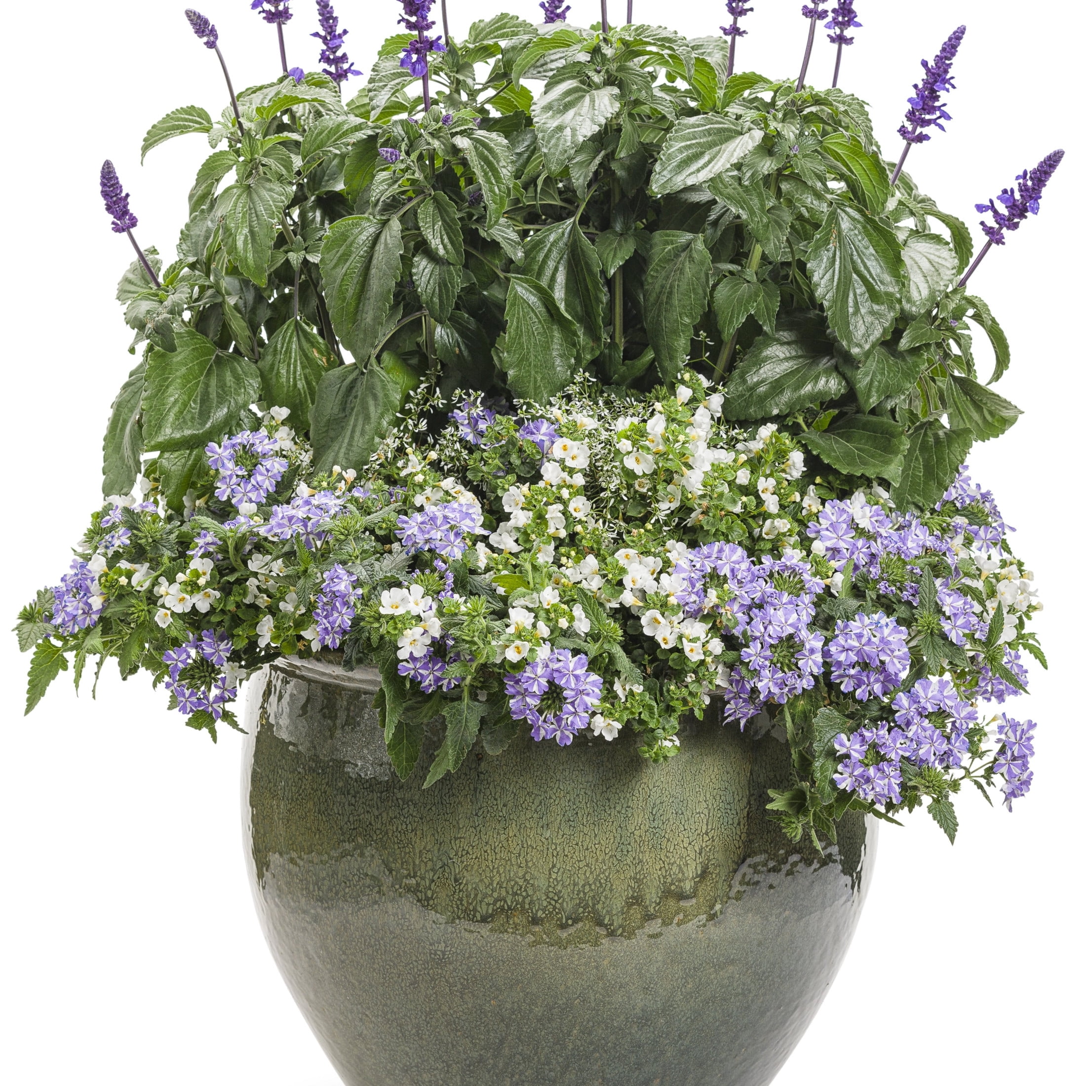 Proven Winners 4" Multicolor Superbena Stormburst Verbena Live Plant in 4.25" Pot (4 Count)