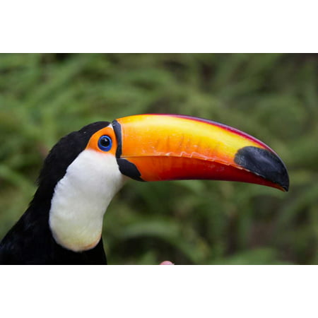 Toco Toucan native to South America Poster Print by San Diego
