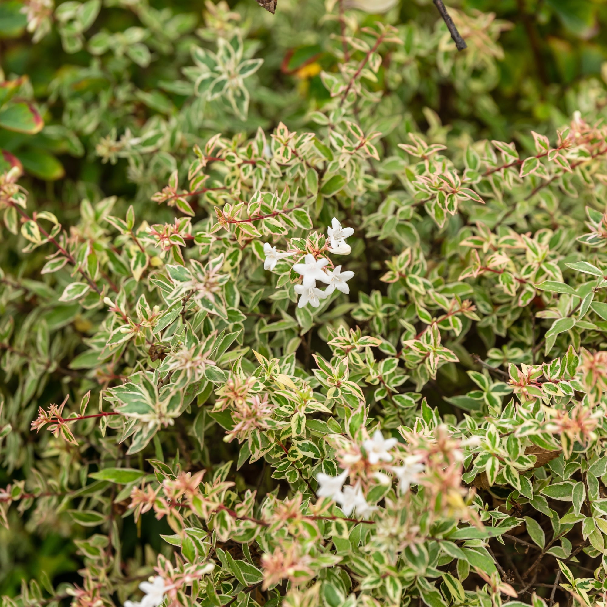 First Editions Abelia Vanilla Brandy Live Plant