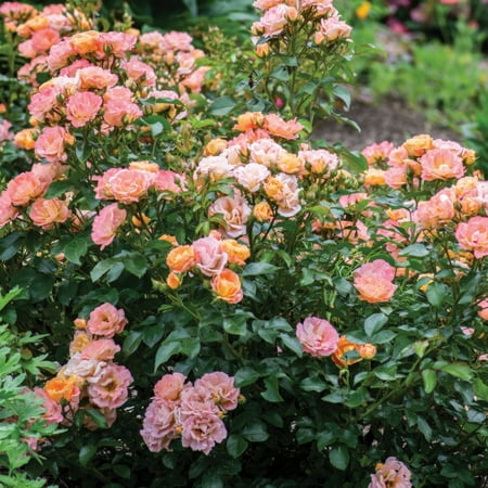 3 gal Live Shrub Drift Rose Peach Condition with Full Sunlight
