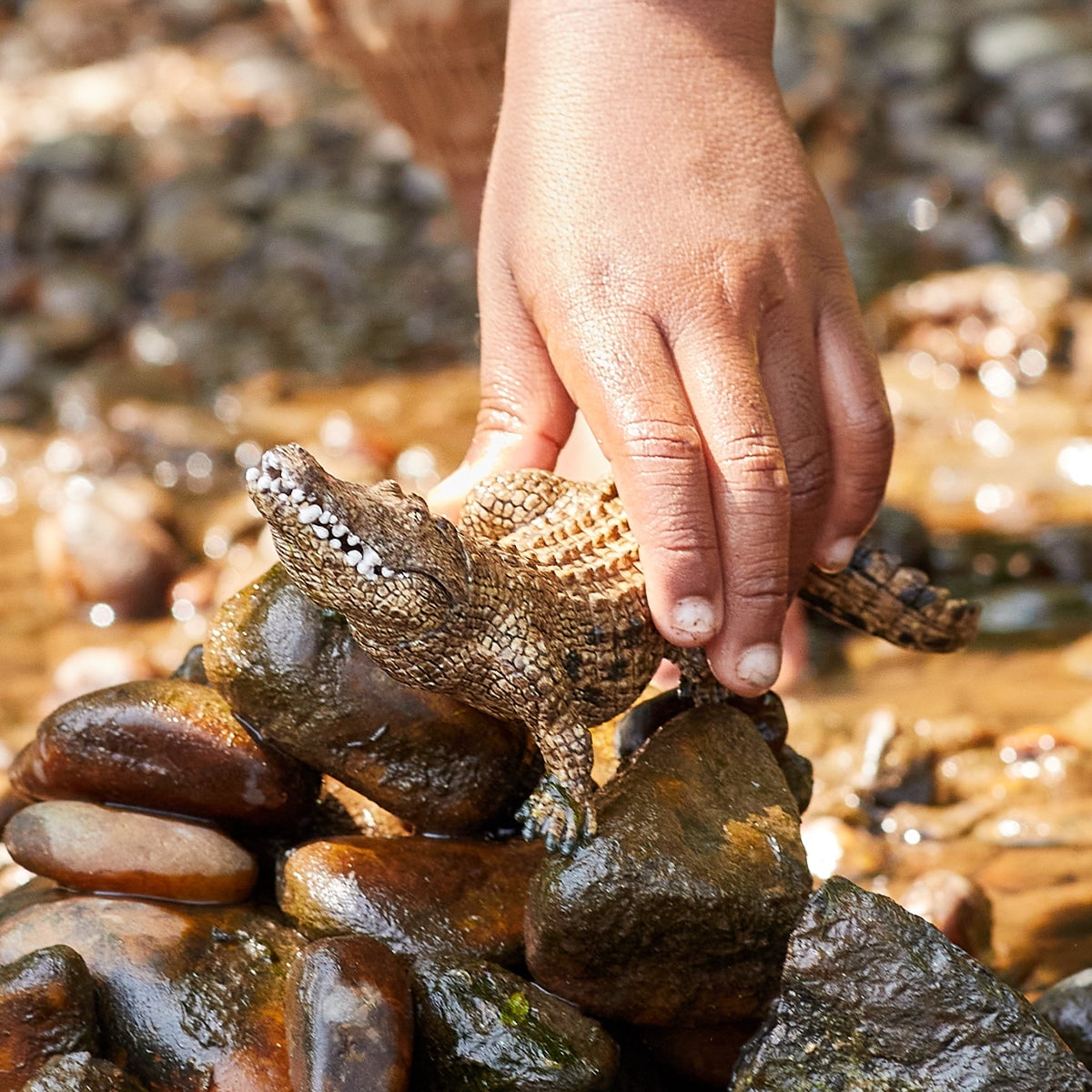 Schleich Wild Life - Realistic Wild Animal Toy For Boys and Girls, Crocodile Toy Figurine with Movable Jaw - Kids Ages 3+