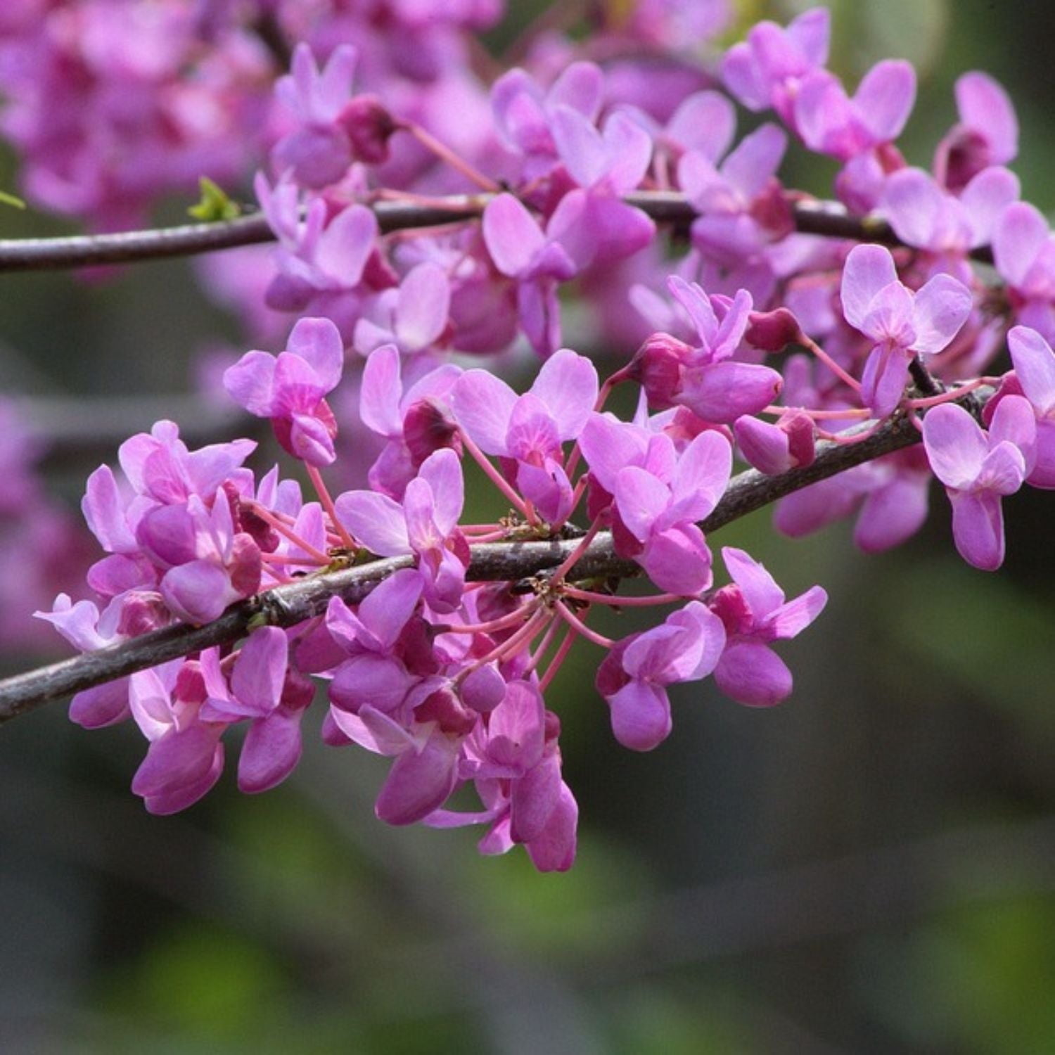 Expert Gardener 2-3 ft. tall Black Pearl Redbud Tree in 5- Gallon Grower Pot