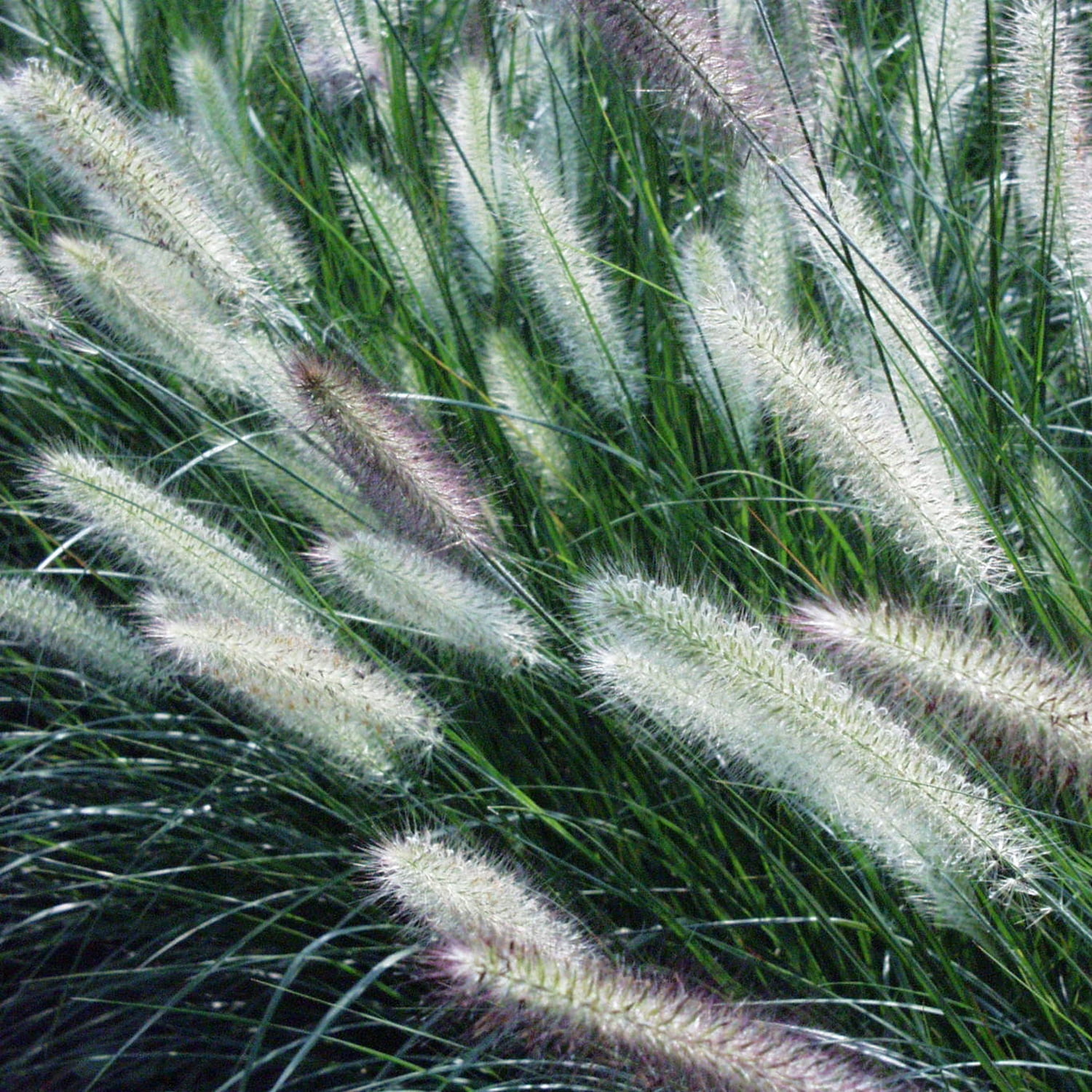 Van Zyverden Ornamental Grass Dwarf Fountain One Potted Plant Yellow Partial Sun Ornamental/Decorative 1 lb