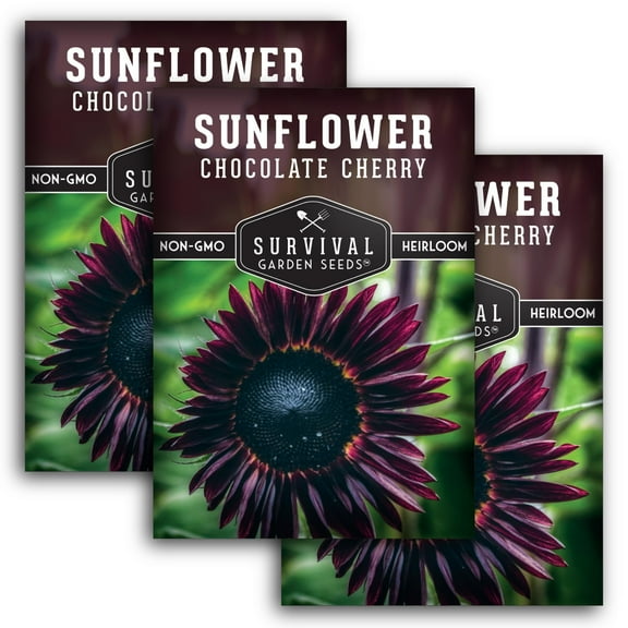 3 Packs Chocolate Cherry Sunflower Seeds - Heirloom Full Sun Annual Flower
