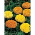 thumbnail image 3 of Burpee Climax Mixed Colours Marigold, Plant Seeds for Home Garden, 3 of 4
