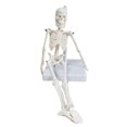thumbnail image 2 of YAOMOBB Sturdy Mini Skeleton Model Mini Human Skeleton Model Body Flexible Joints Great Teaching Tool School Removable Skull, 2 of 6