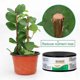 thumbnail image 5 of Bonsai Pruning Cutting Paste Compound Tree Sealer Grafting Sealant For Garden Wound Treatment, 5 of 5