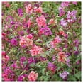 thumbnail image 2 of Everwilde Farms - 1 oz Clarkia Native Wildflower Seeds - Gold Vault Bulk Seed Packet, 2 of 3