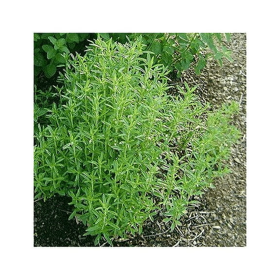 Savory Summer Great Garden Herb by Seed Kingdom Bulk 1/4 Lb Seeds