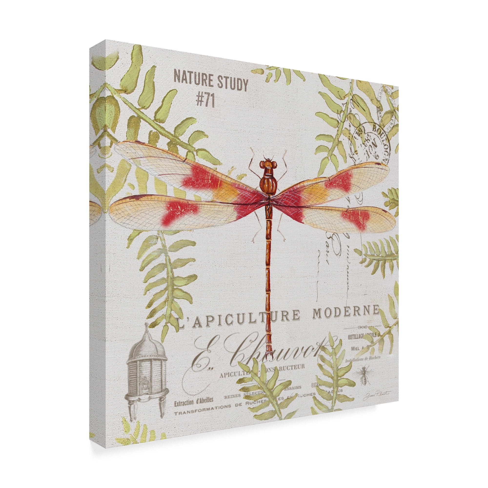 Trademark Fine Art 'Botanical Dragonfly 4' Canvas Art by Jean Plout