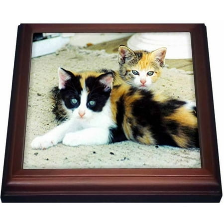 3dRose 2 Adorable Calico Kittens, Trivet with Ceramic Tile, 8 by 8-inch