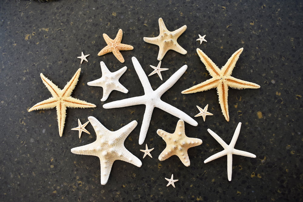 Set of 12 XX Large Flat Tan Starfish 3 1/2-4" Seashells Beach Wedding Craft Deco 