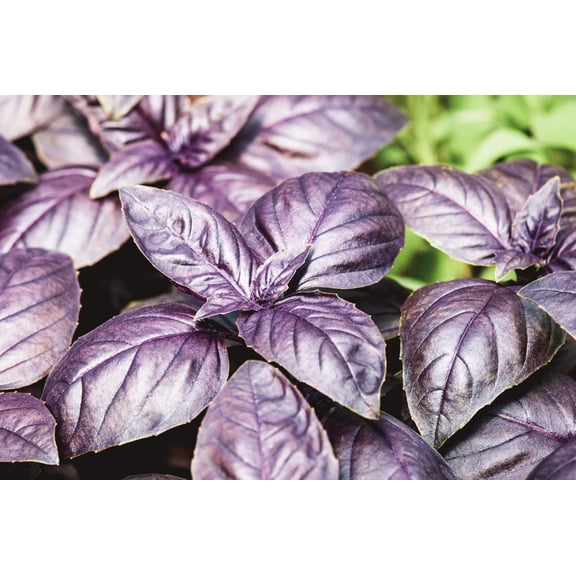 500 DARK OPAL BASIL (Purple Ruffles) Ocimum Basilicum Herb Flower Seeds