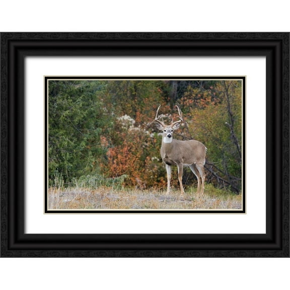 Archer, Ken 24x17 Black Ornate Wood Framed with Double Matting Museum Art Print Titled - White-tailed Deer Buck
