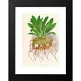 thumbnail image 2 of Jean Jules Linden 14x18 Black Modern Framed Museum Art Print Titled - Masdevallia Roezli (1885-1906), 2 of 5