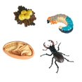 thumbnail image 1 of modelo Animal juguete de material didáctico sólido adornos de juego de juguetes educativos para aulas de fiesta preescolar niñas Estilo B, 1 of 8