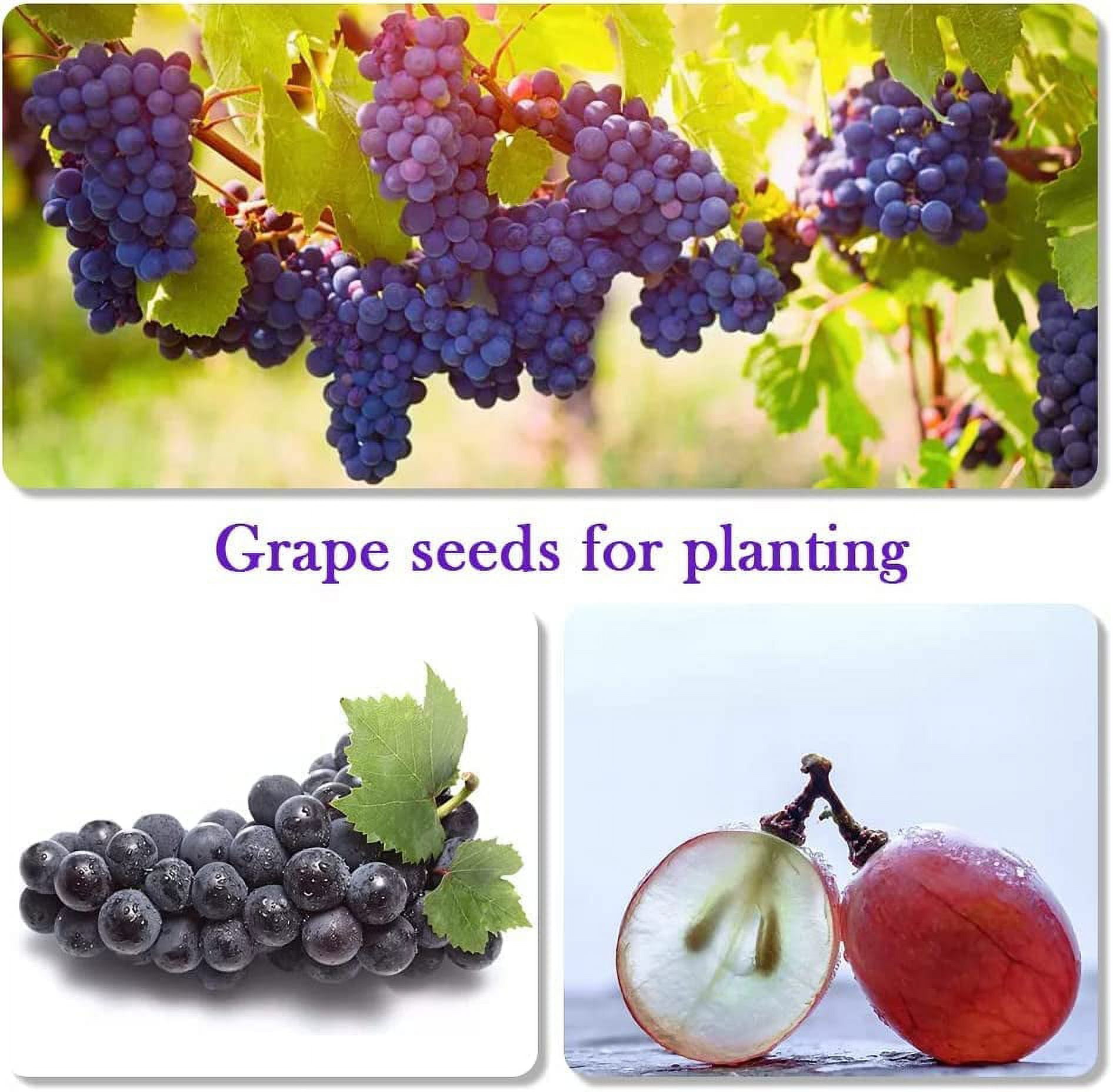 Heirloom Fruit Seeds - 5 Variety Individual Packs - Grape, Apple