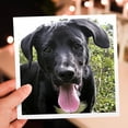 thumbnail image 7 of 3drose, Black Labrador Puppy, 6 Greeting Cards with Envelopes, 7 of 7