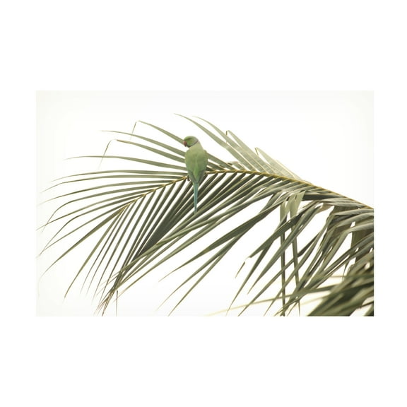 Trademark Fine Art N R GOVINDARAJAN Perched Canvas Wall Art