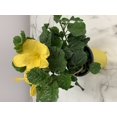 thumbnail image 2 of Tropical Plants of Florida 16" to 18" Yellow Hibiscus Bush; Full Sunlight, 6" Growers Planter, 2 of 6