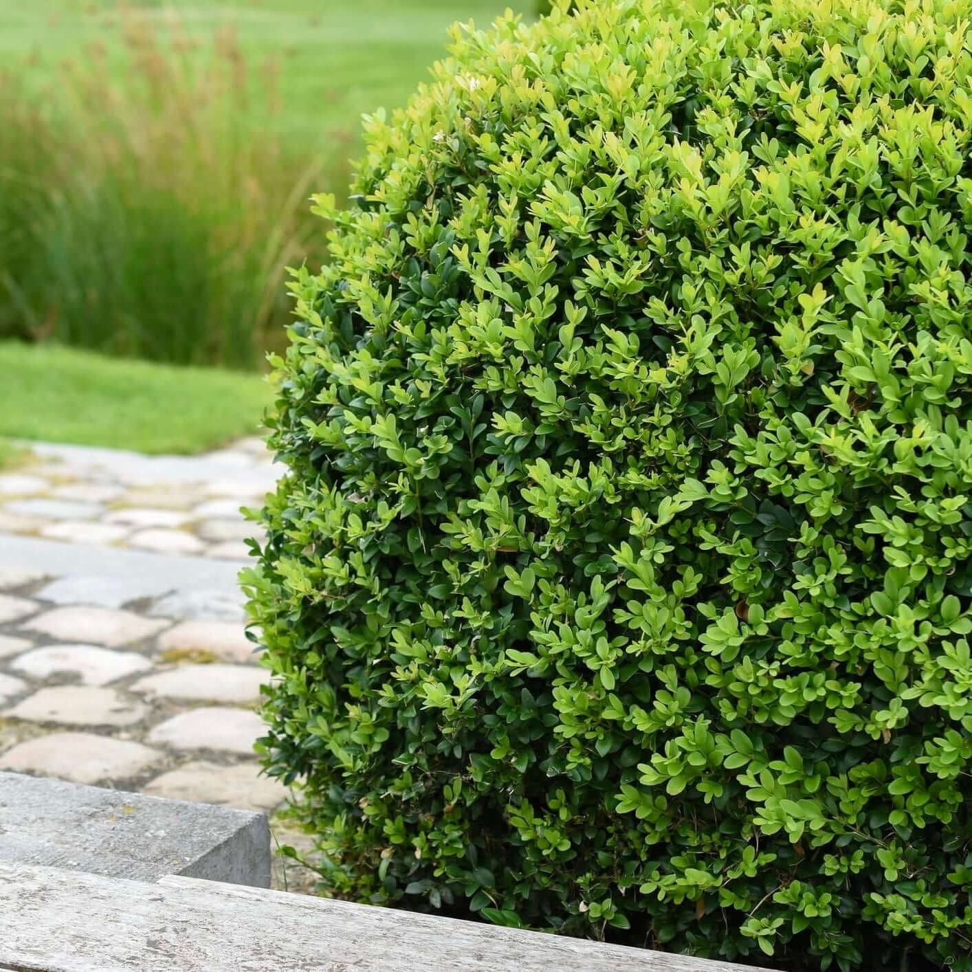 Expert Gardener 2.5QT Boxwood Winter Gem Evergreen Live Shrubs Full Sun Green
