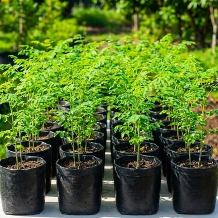 Live Malunggay Moringa Plants in One Pot for Planting, Oleifera Drumstick Horseradish Plants Live, 6 to 8 Inc Tall, Well-rooted