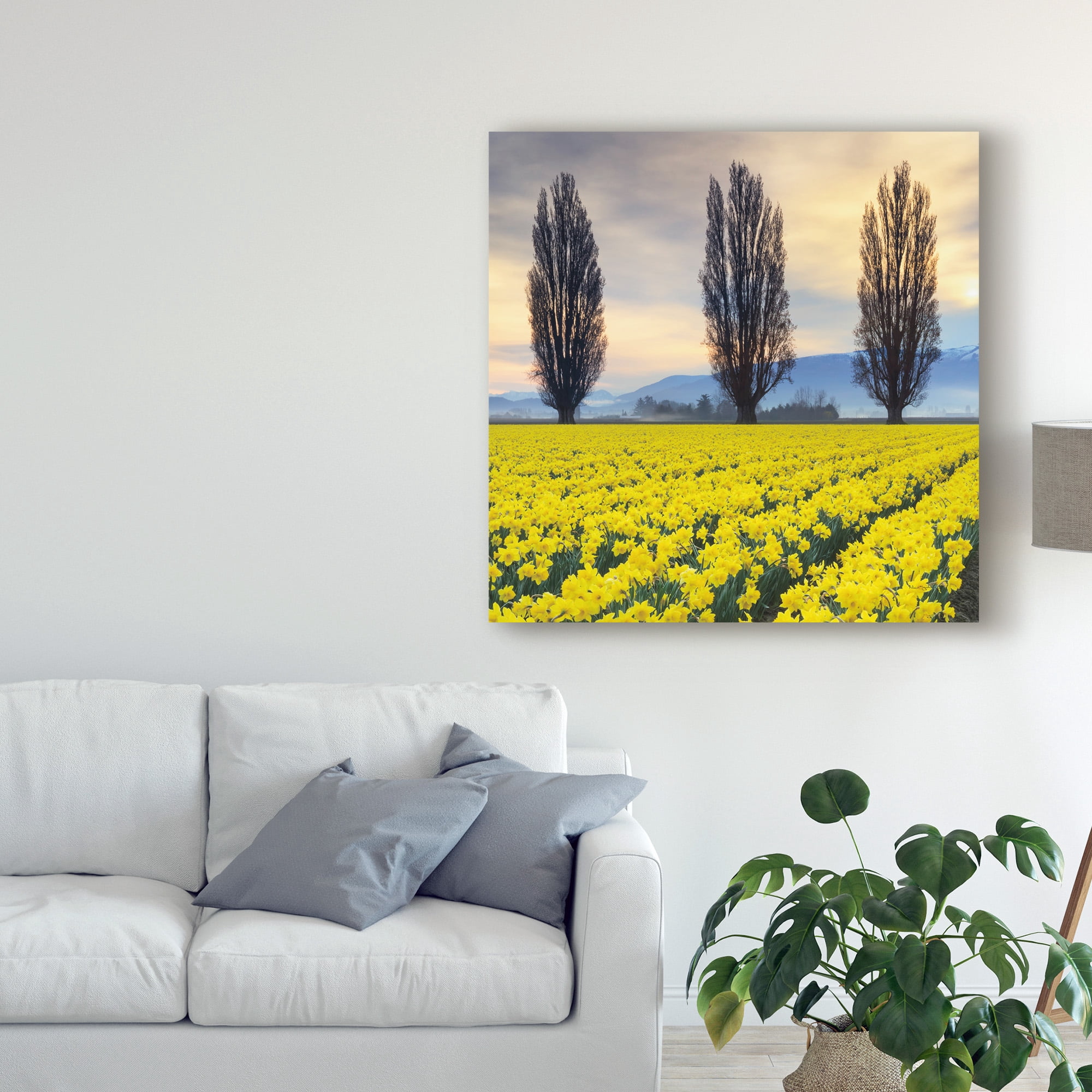 Trademark Fine Art 'Skagit Valley Daffodils II' Canvas Art by Alan Majchrowicz