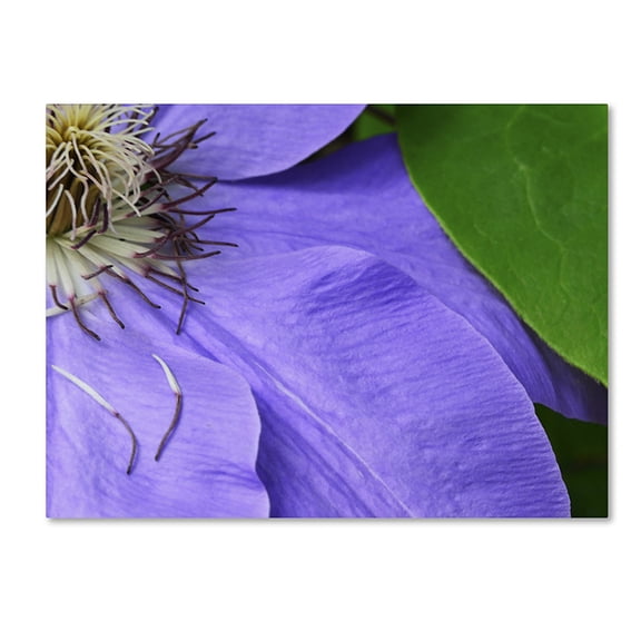 Trademark Fine Art "Clematis Abstract" Canvas Art by Kurt Shaffer