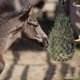 thumbnail image 4 of Drying Hay Net Horse Feed Feeder for Hanging Use, 4 of 4
