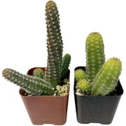 Live Succulent Cactus Plants (Two 2"Pot Set) (Peanut Cactus)